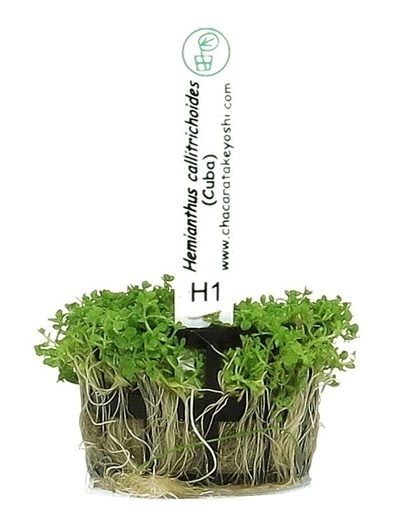 Planta Natural Hemianthus Callitrichoides Cuba - Chácara Takeyoshi