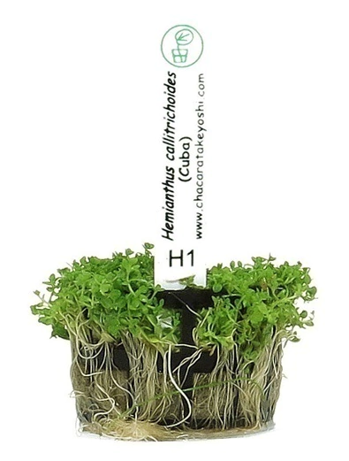 Planta Natural Hemianthus Callitrichoides Cuba - Chácara Takeyoshi