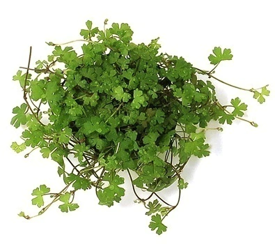 Planta Natural Hydrocotyle Tripartita - Chácara Takeyoshi