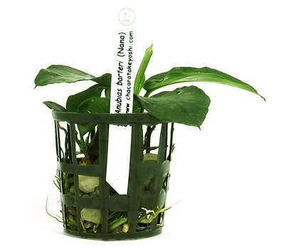 Planta Natural Anubias Barteri Nana - Chácara Takeyoshi