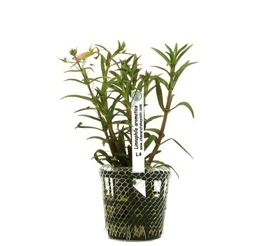 Planta Natural Limnophila Aromatica - Chácara Takeyoshi