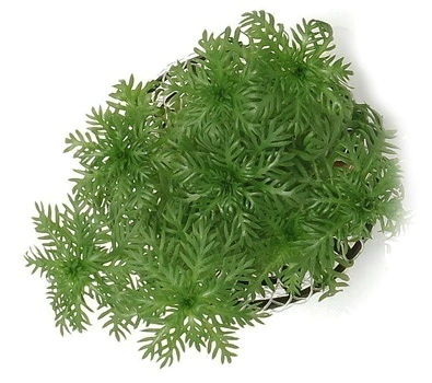 Planta Natural Hottonia Palustris - Chácara Takeyoshi