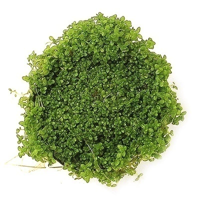 Planta Natural Hemianthus Callitrichoides Cuba - Chácara Takeyoshi