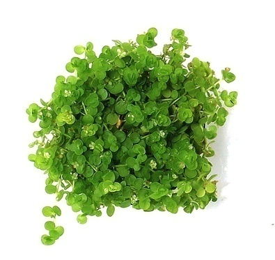 Planta Natural Callitriche sp. - Chácara Takeyoshi