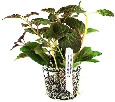 Planta Natural Hyptis Lorentziana - Chácara Takeyoshi