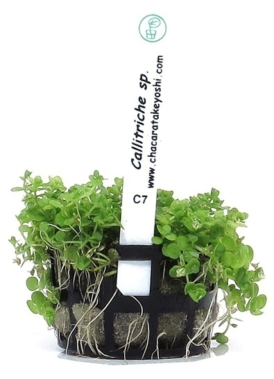 Planta Natural Callitriche sp. - Chácara Takeyoshi