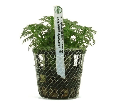 Planta Natural Hottonia Palustris - Chácara Takeyoshi