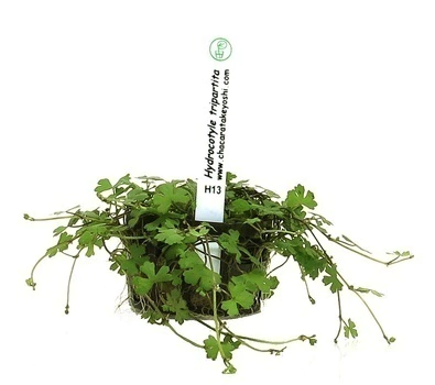 Planta Natural Hydrocotyle Tripartita - Chácara Takeyoshi