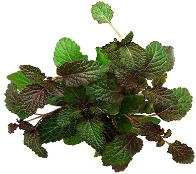 Planta Natural Hyptis Lorentziana - Chácara Takeyoshi