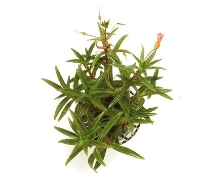Planta Natural Limnophila Aromatica - Chácara Takeyoshi