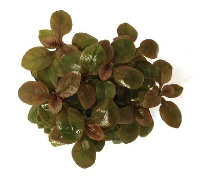 Planta Natural Lobelia Cardinalis (Variegata) - Chácara Takeyoshi