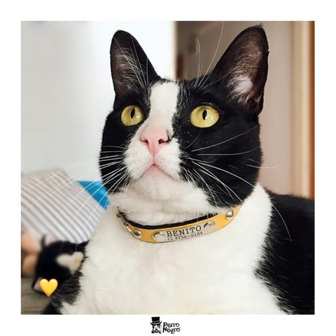 Banner de la categoría GATOS