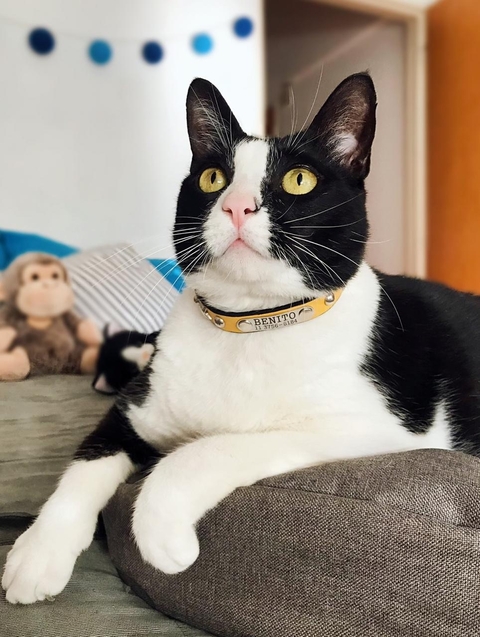 CAT LEATHER