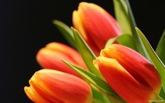 Quadro Flores 120