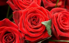 Quadro Flores 160