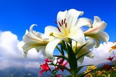 Quadro Flores 50