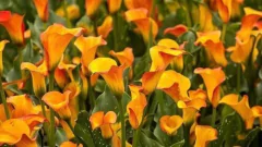Quadro Flores 70