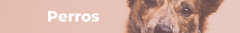 Banner de la categoría Perros