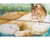 Gato com filhote (27.5x46.5 cm) - ARTE COMUNE | Atelier . Galeria