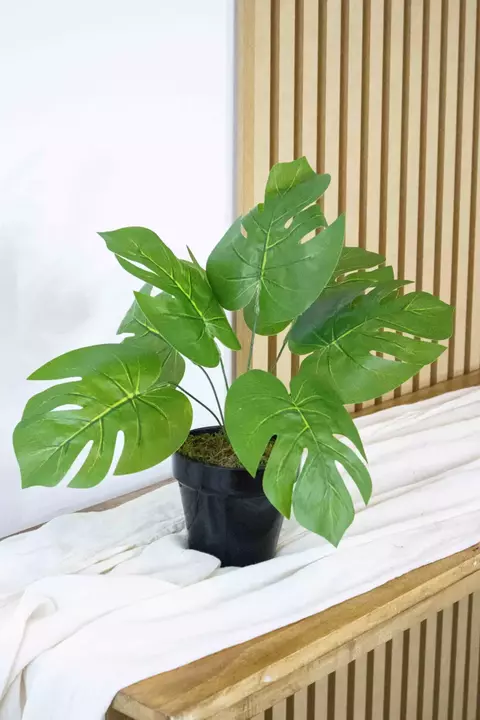 Planta Monstera Art. en Maceta - comprar online