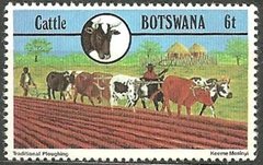 27821 BOTSWANA - CATTLE - 6T - ARANDO TERRA