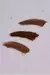 GEL BROW de cejas con color - comprar online