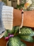 Pulsera esperanza - comprar online