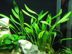Cryptocoryne neville - comprar online