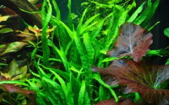 01 Anubia nana + 01 MIcrosorium Narrow Leaf - loja online