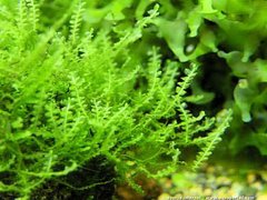Plagiomnium affine - Pearl Moss