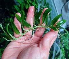 Rhaphidophora beccarii