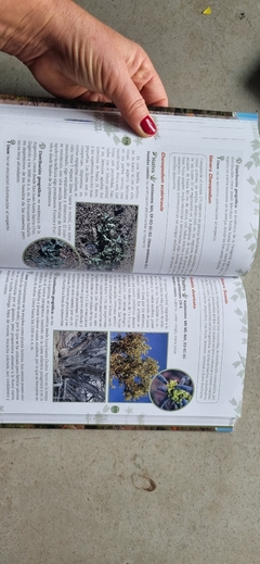 Imagen de Flora de los Semidesiertos de Sudamérica templada
