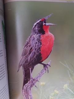 Libro aves terrestres de la Patagonia Argentina y Chile - comprar online