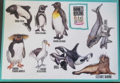 TODOS LOS CALCOS (8 PLANCHAS) - ANIMALES AUTOCTONOS PARA NIÑOS NATIVOS