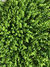Jardin Vertical Pilcomayo 60x40cm en internet