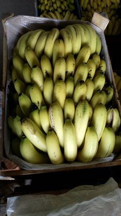 Banana nanica