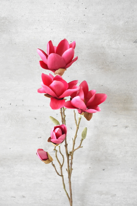 Magnolias MORA