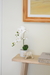 Orquídeas MILA - comprar online