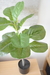 Planta Pandurata 70 CM - comprar online