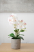 Orquidea 46 CM