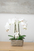 Orquidea 46 cm