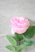Rosas Ornella - comprar online