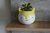 Maceta Rabbit YELLOW MINI - comprar online