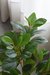 Planta TEODORA