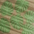 Individuales Monstera