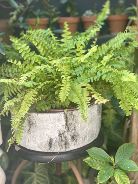 HELECHO NEPHROLEPIS