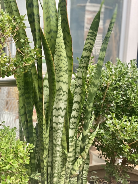 SANSEVIERIA