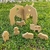 Granja Montessori - comprar online