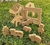 Granja Montessori