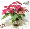 POINSETTIA (FLOR DE PASCUA)